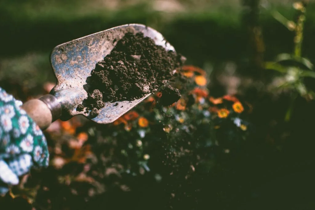 plant care