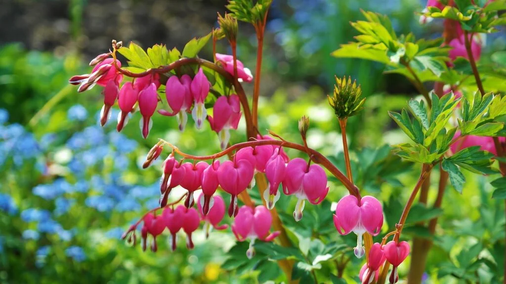 Spring Garden